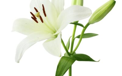 Easter Lilies Order Forms Now Available!