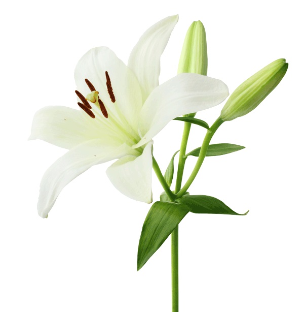 Easter Lilies Order Forms Now Available!