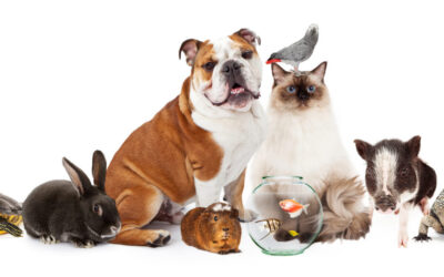 The Blessing of the Animals: RESCHEDULED Sunday, October 23