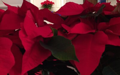Now Taking Poinsettia Orders for Christmas
